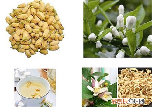 玳玳花的资料大全 玳玳花有副作用吗