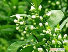 玳玳花的资料大全 玳玳花有副作用吗