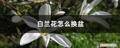 白兰花换盆注意事项 白兰花怎么换盆