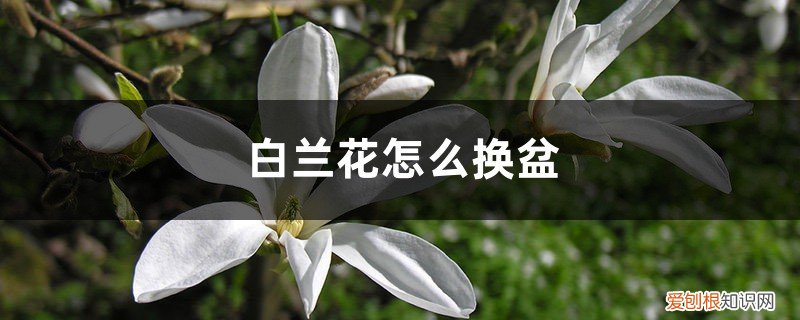 白兰花换盆注意事项 白兰花怎么换盆