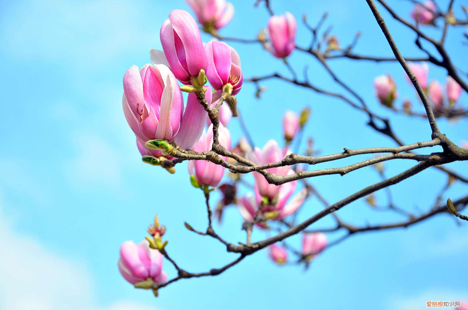 白兰花要用什么土种 白兰花用什么土种好