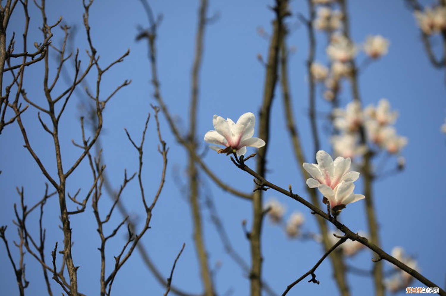 白兰花要用什么土种 白兰花用什么土种好