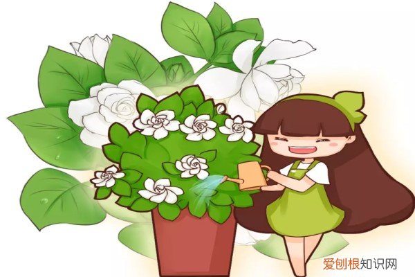 只管浇水 花自然会开 这花一根枝就活，浇水就疯长，叶绿花大香气四溢！