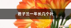 君子兰一年只长一片叶子吗 君子兰一年长几个叶