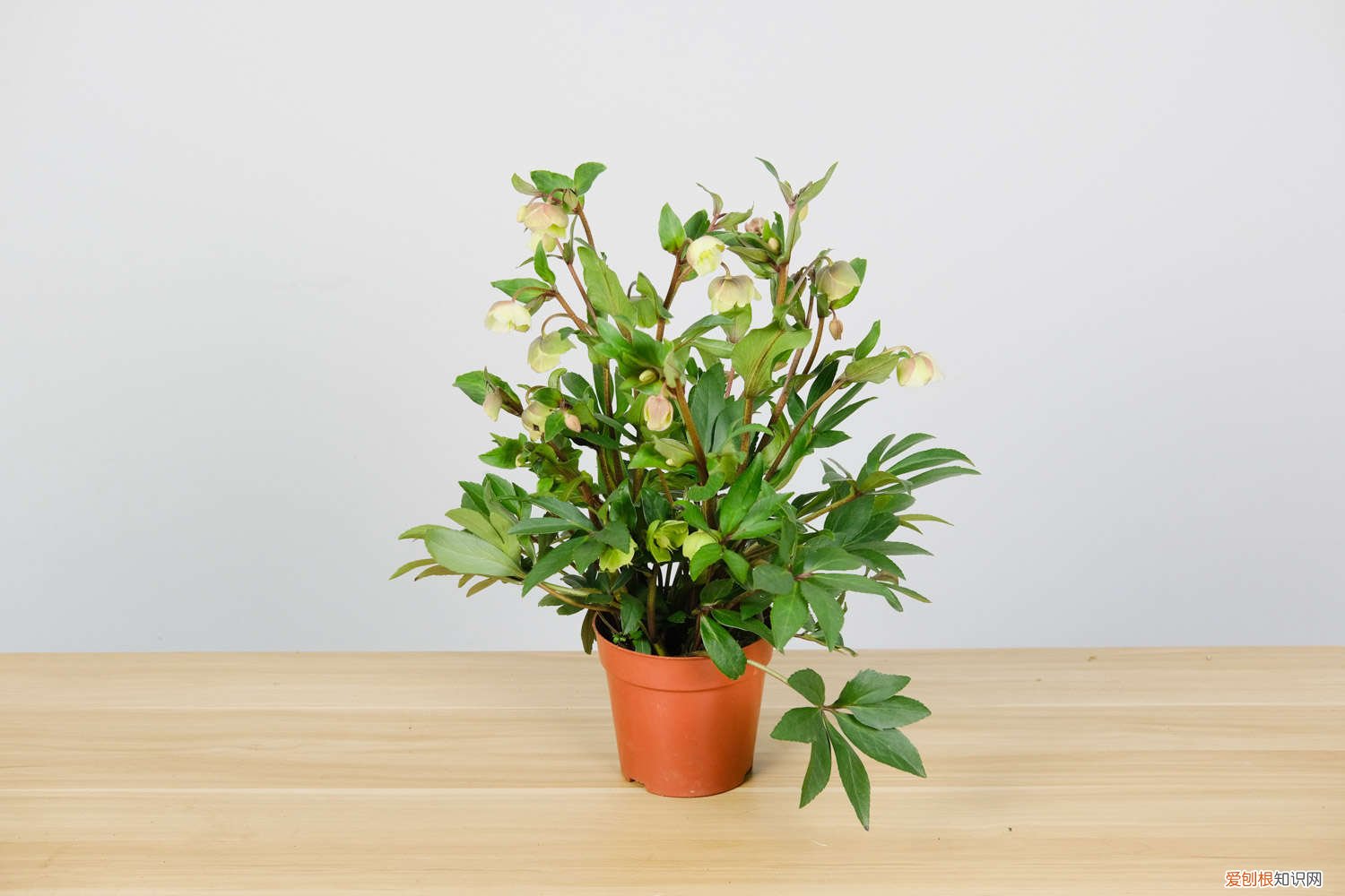 铁筷子花几月栽种 铁筷子花冬天怎么养，耐多少度低温