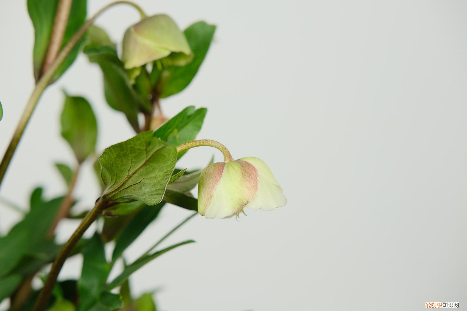 铁筷子花几月栽种 铁筷子花冬天怎么养，耐多少度低温