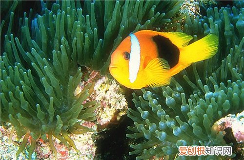 小丑鱼价格是多少 海水鱼养殖技巧有哪些
