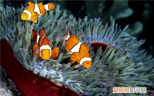 小丑鱼价格是多少 海水鱼养殖技巧有哪些