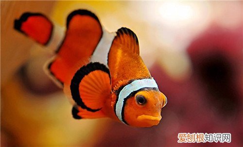 小丑鱼价格是多少 海水鱼养殖技巧有哪些