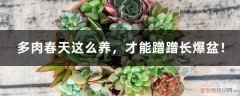 让多肉爆盆的三个小秘密 多肉春天这么养，才能蹭蹭长爆盆！
