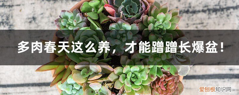 让多肉爆盆的三个小秘密 多肉春天这么养，才能蹭蹭长爆盆！