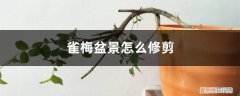 雀梅盆景怎么修剪视频 雀梅盆景怎么修剪