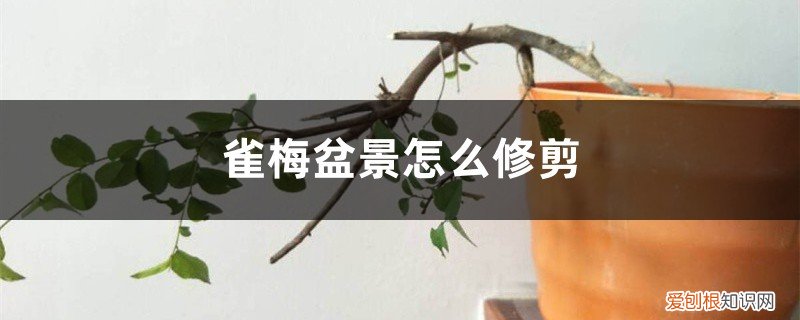 雀梅盆景怎么修剪视频 雀梅盆景怎么修剪
