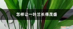 怎样让一叶兰叶子发绿 怎样让一叶兰长得茂盛