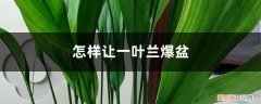 盆栽一叶兰怎么养? 怎样让一叶兰爆盆