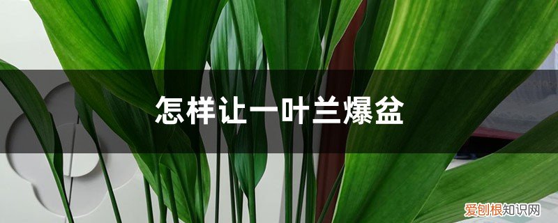 盆栽一叶兰怎么养? 怎样让一叶兰爆盆