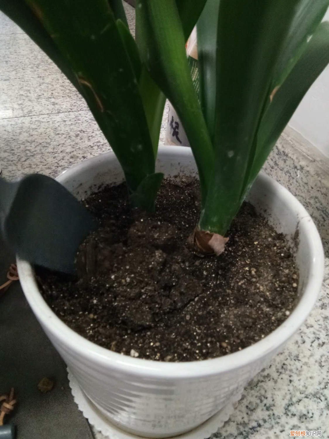 长寿花和君子兰 长寿茶花君子兰…用了这一招，花朵开的像瀑布，美爆了！