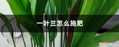 一叶兰应该施什么肥 一叶兰怎么施肥