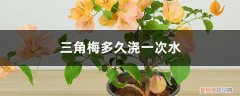 三角梅多久浇一次水,浇哪里 三角梅多久浇一次水