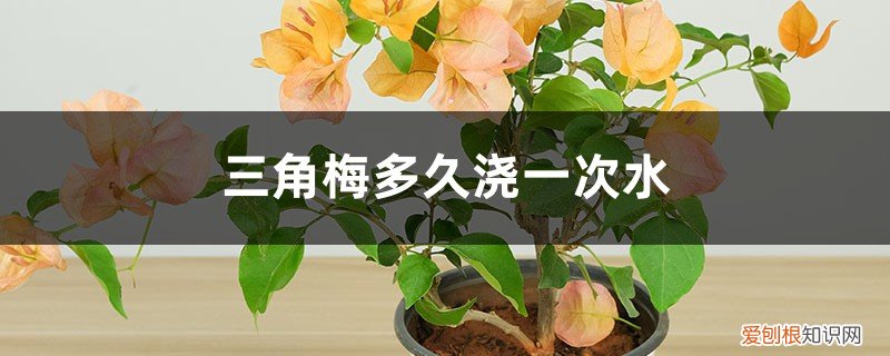 三角梅多久浇一次水,浇哪里 三角梅多久浇一次水