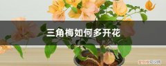 三角梅如何多开花快 三角梅如何多开花
