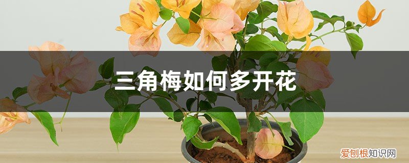 三角梅如何多开花快 三角梅如何多开花