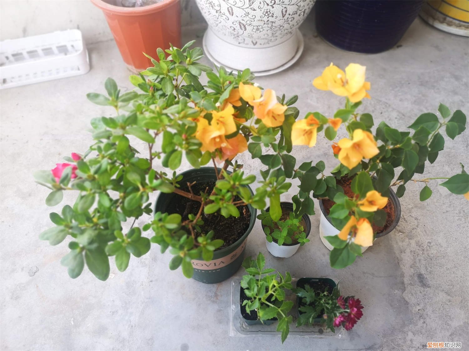 三角梅如何多开花快 三角梅如何多开花