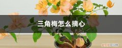 三角梅摘心后下面发几个芽 三角梅怎么摘心
