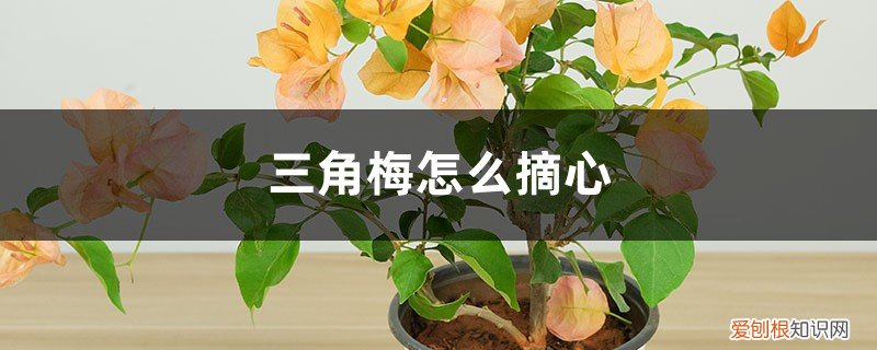 三角梅摘心后下面发几个芽 三角梅怎么摘心