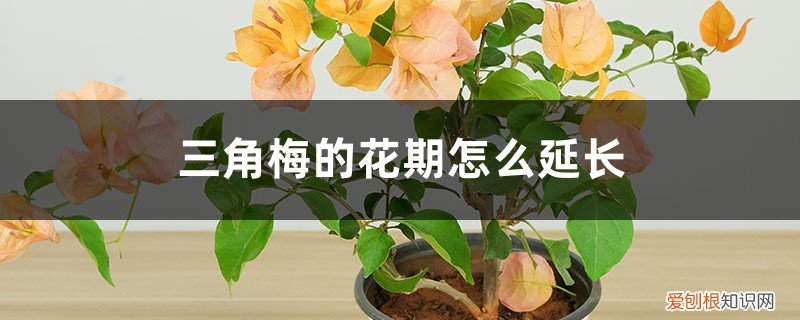 三角梅的开花周期 三角梅的花期怎么延长
