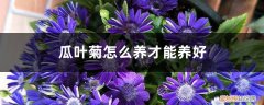 如何养好瓜叶菊 瓜叶菊怎么养才能养好