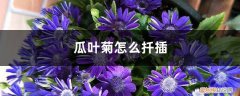 瓜叶菊怎么扦插生根快 瓜叶菊怎么扦插