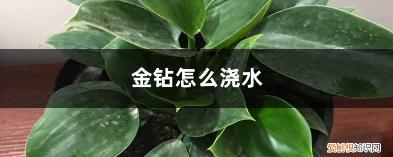 金钻怎么移栽怎么浇水 金钻怎么浇水