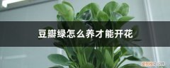 豆瓣绿怎么养会开花 豆瓣绿怎么养才能开花