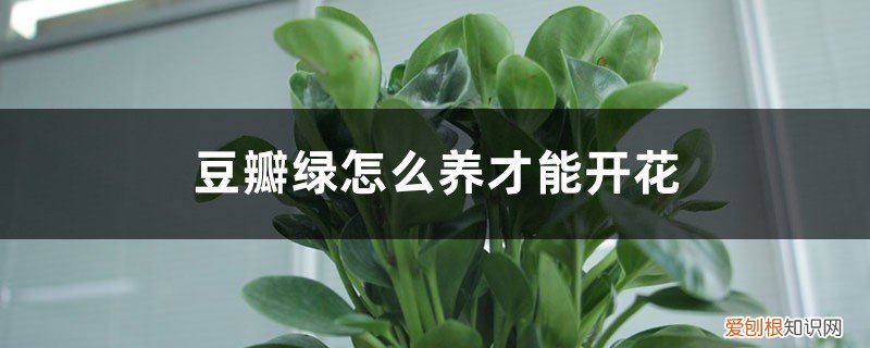 豆瓣绿怎么养会开花 豆瓣绿怎么养才能开花