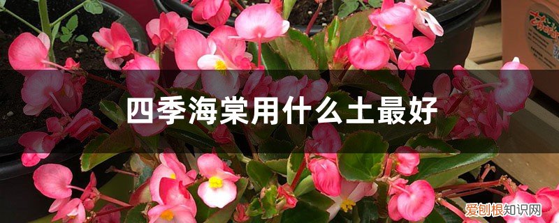 四季海棠都用什么土是最好的 四季海棠用什么土最好