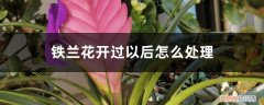 铁兰开花后怎么处理怎么剪 铁兰花开过以后怎么处理，怎么养才能再开花