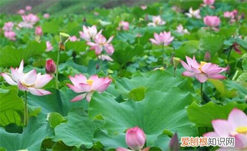 荷花有什么用 荷花象征着什么