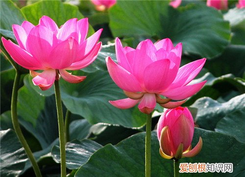 荷花有什么用 荷花象征着什么