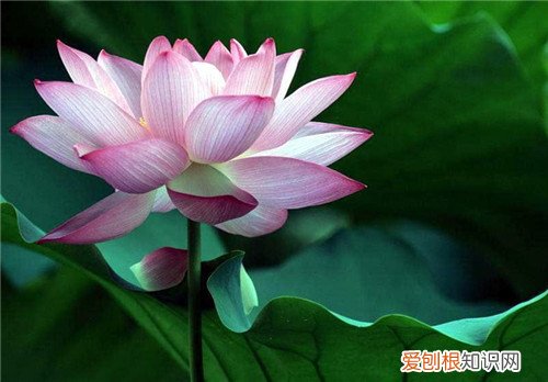 荷花有什么用 荷花象征着什么