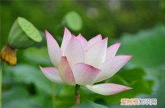 荷花有什么用 荷花象征着什么