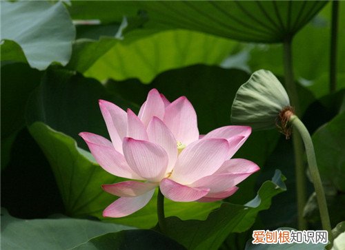 荷花有什么用 荷花象征着什么