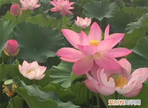 荷花有什么用 荷花象征着什么