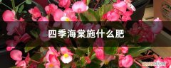 四季海棠施什么肥料最好 四季海棠施什么肥