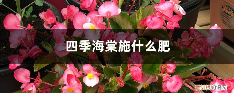 四季海棠施什么肥料最好 四季海棠施什么肥