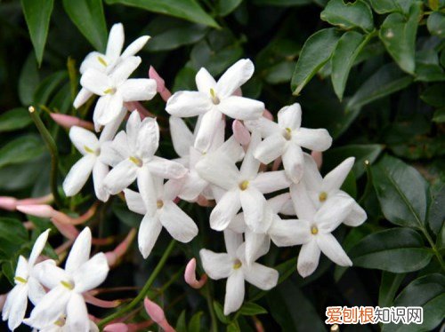 迎春花几月开 迎春花的品种有哪些