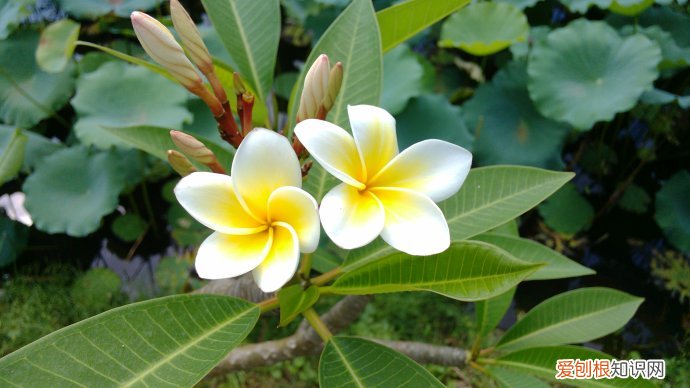迎春花几月开 迎春花的品种有哪些