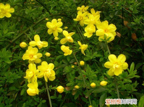 迎春花几月开 迎春花的品种有哪些