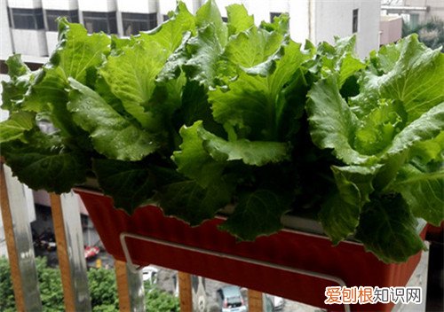 阳台水培蔬菜好不好 水培蔬菜有毒吗