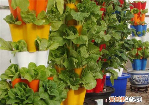 阳台水培蔬菜好不好 水培蔬菜有毒吗